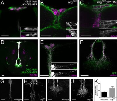 Glial and Neuronal Neuroglian, Semaphorin-1a and Plexin A Regulate Morphological and Functional Differentiation of Drosophila Insulin-Producing Cells